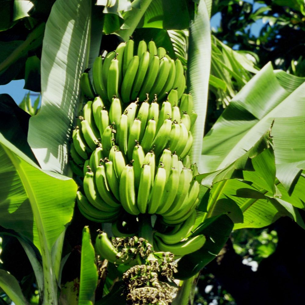 cultivar-banana-scaled-1
